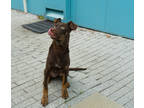 Adopt Garbanzo a Brown/Chocolate Doberman Pinscher / Mixed dog in New Orleans