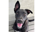 Adopt Lolli a Black Belgian Malinois / Terrier (Unknown Type