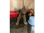 Adopt Bronx a Gray or Blue Domestic Shorthair / Mixed Breed (Medium) / Mixed