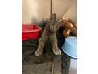 Adopt Bronx a Gray or Blue Domestic Shorthair / Domestic Shorthair / Mixed cat