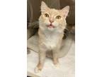 Adopt Nyla a Tan or Fawn Domestic Mediumhair / Domestic Shorthair / Mixed cat in
