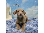 Adopt Lucy a Tan/Yellow/Fawn Hound (Unknown Type) / Boxer / Mixed dog in Elmira