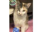 Adopt Jenna a White Domestic Shorthair / Domestic Shorthair / Mixed cat in