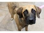 Adopt Adoptable Mia a Tan/Yellow/Fawn Shepherd (Unknown Type) / Mixed Breed