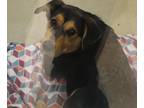 Adopt 5/20 a Black Mixed Breed (Medium) / Mixed dog in Wichita Falls
