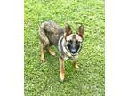 Adopt Benny a Brown/Chocolate German Shepherd Dog / Mixed dog in Gray