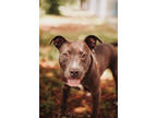 Adopt 72783A Lentil a Gray/Blue/Silver/Salt & Pepper American Staffordshire