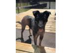 Adopt Conchita a Black Australian Cattle Dog / Mixed dog in Windsor