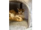 Adopt Batman a Orange or Red Domestic Shorthair / Domestic Shorthair / Mixed cat