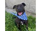 Adopt Lennox a American Staffordshire Terrier, Mixed Breed