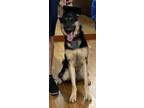 Adopt Moses a Black - with White German Shepherd Dog / Mixed dog in Scottsdale