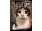Adopt a Domestic Shorthair / Mixed cat in Raleigh, NC (41453168)