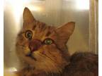 Adopt a Domestic Longhair / Mixed cat in Raleigh, NC (41453165)