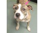 Adopt Paloma a American Staffordshire Terrier / Mixed dog in Raleigh
