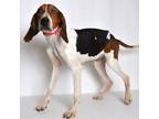 Adopt Raven a Black - with White Coonhound dog in Jefferson City, MO (41453163)