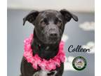 Adopt 24-04-1253 Colleen a Labrador Retriever / Mixed dog in Dallas