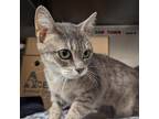 Adopt Annabelle a Domestic Shorthair / Mixed cat in Lexington, KY (41431319)