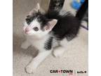 Adopt Cranjis Mcbasketball a Domestic Shorthair / Mixed cat in Lexington