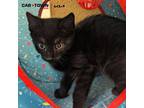 Adopt Quinn a Domestic Shorthair / Mixed cat in Lexington, KY (41440055)