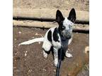 Adopt Archie a Australian Cattle Dog / Blue Heeler, Mixed Breed