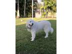 Adopt Thomas a White Great Pyrenees / Great Pyrenees / Mixed dog in Miami