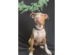 Adopt Cooper a Tan/Yellow/Fawn - with White Cattle Dog / American Pit Bull