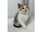 Adopt Abby a Domestic Shorthair / Mixed cat in Brockville, ON (41453231)