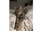Adopt Murphy a Gray, Blue or Silver Tabby Domestic Shorthair / Mixed (short