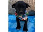 Adopt Tina's 8 Bryce a Black Labrador Retriever / Mixed dog in Chantilly