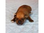 Adopt Schatzi's Kito a Brown/Chocolate Pit Bull Terrier / Mixed dog in
