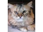 Adopt Eleanor (toph) a Domestic Mediumhair / Mixed cat in Sudbury, ON (41453210)