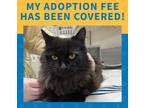 Adopt Trinity a Domestic Longhair / Mixed cat in Sudbury, ON (41453209)