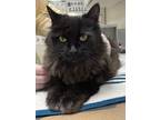 Adopt Trinity a Domestic Longhair / Mixed cat in Sudbury, ON (41453209)