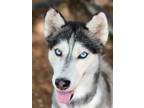 Adopt Sky a Black Husky dog in Weatherford, TX (41453202)