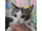 Adopt Kevin a Domestic Short Hair