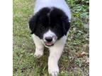 Adopt Grinwhite a Great Pyrenees