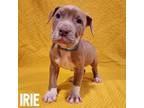 Adopt Irie a Mixed Breed