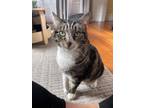 Adopt Gigi a Brown Tabby Domestic Shorthair / Mixed (short coat) cat in