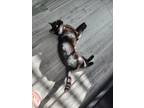 Adopt Luna a All Black Domestic Shorthair / Mixed (short coat) cat in