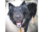 Adopt Fitz a Black Mixed Breed (Medium) dog in Johnstown, PA (41452941)