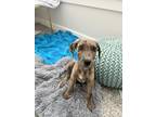 Adopt Charlie a Brindle Mixed Breed (Medium) / Mixed dog in Houston