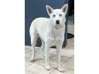 Adopt Kira a Siberian Husky / Mixed dog in Williamstown, KY (41452937)