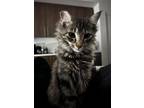 Adopt Whiskey a Maine Coon