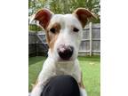 Adopt Charlie a White - with Tan, Yellow or Fawn Mixed Breed (Large) / Mixed
