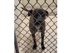 Adopt Kendra a Brindle American Staffordshire Terrier / Mixed dog in Raeford