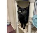 Adopt Minnie a Domestic Shorthair / Mixed cat in Edmonton, AB (41423744)