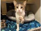 Adopt ACE a Brown Tabby Domestic Shorthair / Mixed (short coat) cat in Chapel