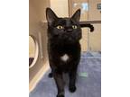 Adopt Frittata a All Black Domestic Shorthair / Mixed Breed (Medium) / Mixed