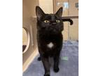 Adopt Frittata a All Black Domestic Shorthair / Domestic Shorthair / Mixed cat