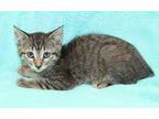 Adopt Justine a Brown or Chocolate Domestic Shorthair / Domestic Shorthair /